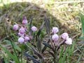 “まるっと楽しむ 尾瀬の山歩き” vol.2【群馬県 片品村】入山者数は最多！ 尾瀬の玄関口「鳩待峠」 憧れの木道歩き「尾瀬ヶ原」や高山植物の宝庫「至仏山」へアクセス良好！の画像007