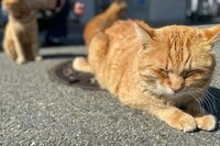 米CNN選出「世界6大猫スポット」のひとつ「相島」1周5.4㎞でも「ネコ密集＆過疎」エリアあり！「とことん戯れられる」3か所とは「現地レポ」