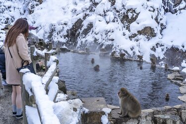 世界で唯一 温泉入浴する野生の猿たち 地獄谷野猿公苑 トラベル レポート Bravo Mountain