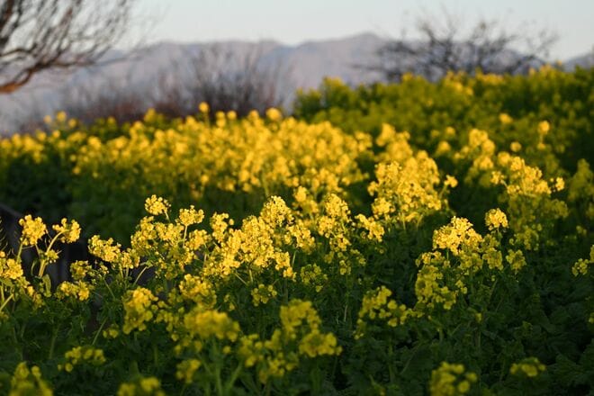 【花巡り】ひと足先に春を満喫！ 16万本の菜の花とドドーンと聳える雪の富士山「冬の暖かい日差しを浴びて楽しめる好展望の名所2選」 今年の運勢はいかに   神奈川県｜2026年の画像003