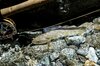 【渓流釣り】涼を求めて夏色の渓へ！ 「麗しいヤマトイワナたち！ 儚げな美白、続いて渋い黒」 後追いでのんびりフライフィッシング   長野県伊那谷  2025年