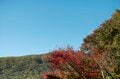標高1,100mの農場で鶏を“平飼い”放牧！ 本当においしい卵は心身ともに健康で元気な鶏から産まれる！「やまなしアニマルウェルフェア認証制度」取材ルポ【山梨県 2022】の画像005