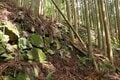 【NHK大河『豊臣兄弟！』ゆかりの城】そそり立つ “異質” なほどの高石垣が目前に迫る！「丹波国・周山城〈後編〉」（京都府京都市）【戦国の山城を攻める vol.10】の画像008