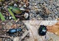 ＜標高3,000mオーバーにもいるんです！＞足元の昆虫を楽しむ「マクロな夏山トレッキング」のすすめ【キジ博士のナチュラリスト入門 vol.7】の画像005