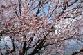 【首都圏近郊ハイキング】5月でもまだ花見ができる山「西丹沢・檜洞丸」への画像022