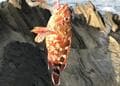 初心者でも釣りやすい！  シーズン突入の「カサゴ」“肉食性の食いつき”狙う「3つの釣法」＆「マナー」とは？  調理は刺身、塩焼き、煮付け、何でもどうぞ！の画像003