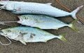 魚たちも「食欲の秋」！？ 「釣果ハイシーズン」のワケと「狙いたい魚種」3選！【秋の海釣り攻略ガイド】の画像001