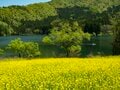 【ゴールデンウィーク】菜の花畑、見頃です！ 「春の北信濃に広がる黄色い海」絶景3選【長野県飯山市】2024年の画像005