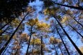 【登山口からハイライト】「アップダウンほとんどなし！」 山梨県の東端・大マテイ山の紅葉は今が見頃の画像007
