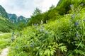 槍ヶ岳はすでに秋本番！「槍沢ルート」の状況と“咲き誇る秋の花“【北アルプスニュース】の画像010