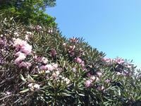 「お花見登山」好きはハズせない！ 5月＆6月の「日本百名山・天城山」 魅惑の固有種「アマギシャクナゲ」と「アマギツツジ」に圧倒される「天城シャクナゲコース」【静岡県伊豆市】