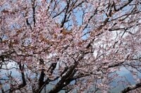 【首都圏近郊ハイキング】5月でもまだ花見ができる山「西丹沢・檜洞丸」へ