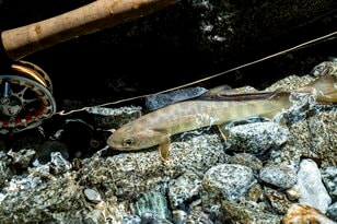 【渓流釣り】涼を求めて夏色の渓へ！ 「麗しいヤマトイワナたち！ 儚げな美白、続いて渋い黒」 後追いでのんびりフライフィッシング   長野県伊那谷  2025年