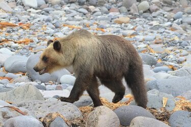 ヒグマ 知床のヒグマ最新事情～（2021版） | ZXねこままんR