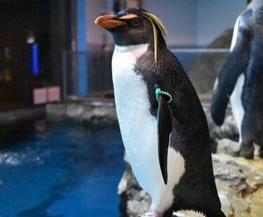 ペンギンの疑問「南半球だけにいる」「表面はツルツル？」 長崎