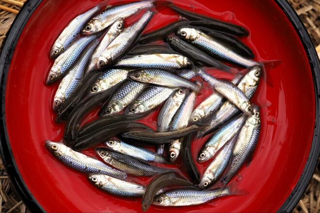 冬は “謎解きゲーム感覚” の「寒ブナ釣り」が面白い！  小水路の突き当りで発見「越冬ポイント」での結果は！？  4時間「釣行レポ」【茨城県・牛久沼】の画像010