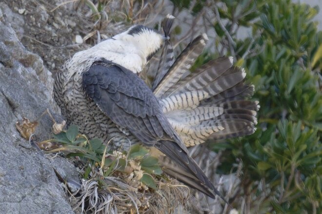 【バードウォッチング】「早春は恋の季節」日本最速飛行術を誇るハヤブサの “ラブラブ断崖ライフ” を拝見してきました！  神奈川県｜2026年の画像008
