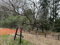 多摩にだけ自生する絶滅危惧種・幻の野生桜「タマノホシザクラ」が満開！ 都立公園にひっそりと咲く清楚な早咲き桜を見に行く【2023年・東京都】の画像011
