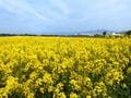 一度は見たい「下北半島」の絶景！ この世とは思えない「恐山・仏ヶ浦」絶品マグロ丼「大間崎」放牧「寒立馬」首都圏から800㎞「大自然の宝庫」レポートの画像001
