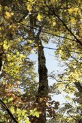 この秋に行きたい！ 至極の紅葉登山【第5回】天空の花の百名山「苗場山」、自然豊かな里山歩き「信越トレイル」、魅惑の日本百名山「雨飾山」の秋景色の画像003