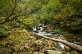 【登山】ピーク直前！ 紅葉人気の100名山、雨飾山「今年の彩りはいかに？」 長野県｜新潟県 2026年の画像004