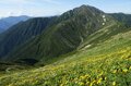 空へと吸い込まれていく黄色の絨毯。南アルプス最大のお花畑「荒川三山」を巡る【南アルプスの日々 vol.7】の画像002