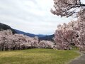 「開花ピーク直前！」高遠城址公園だけじゃない！ 南アルプスの麓のおすすめ桜スポット4選【長野県伊那市】の画像007