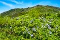 【日本百名山】日本のエーデルワイス！ 雲海の上で輝くハヤチネウスユキソウ「花づくし！ みちのくの名峰・早池峰山」岩手県／2022年の画像005