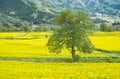 【ゴールデンウィーク】菜の花畑、見頃です！ 「春の北信濃に広がる黄色い海」絶景3選【長野県飯山市】2024年の画像002