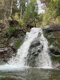 黄色に染まる山の斜面「春のお手軽ハイキング」 カエルが鳴き、野鳥がさえずる沢沿いで見頃を迎えた東丹沢不動尻のミツマタ大群生地【神奈川県 2025年】の画像009