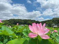 真夏の谷戸に広がるハス田が見頃！ グルメも充実『ハスまつり』意外な生き物との遭遇も【東京都町田市】2023年