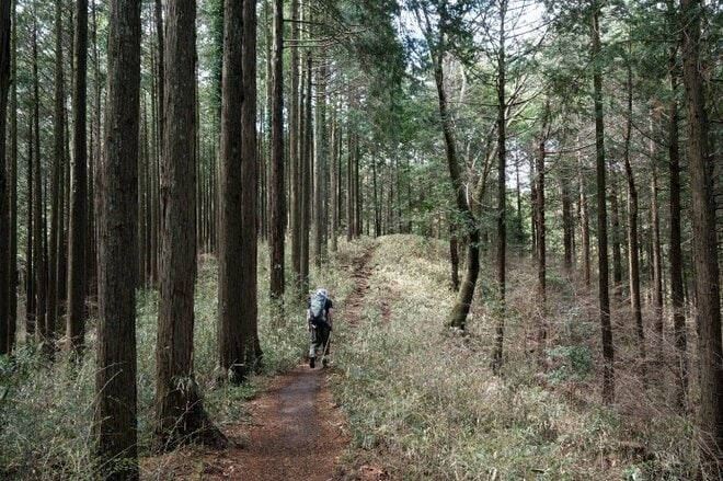 【大人気の高尾山ハイキング】混雑を回避する “静かな尾根道”「南高尾山稜」への画像014