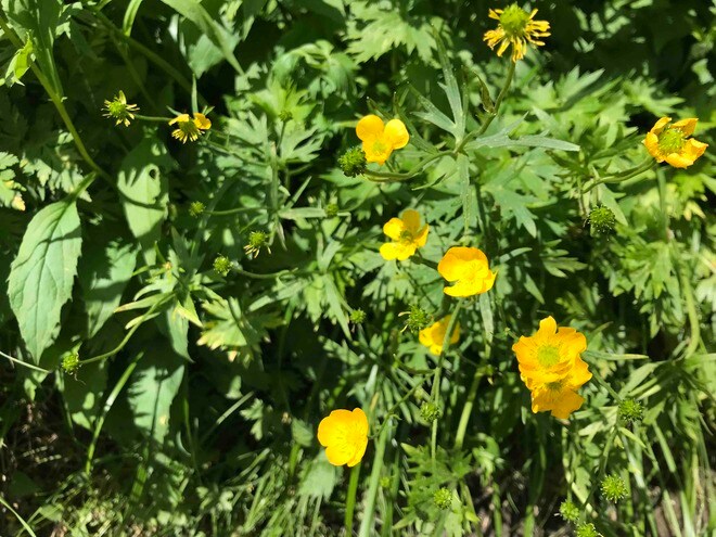 ロープウェイで一気に楽々「2612mの世界へ」千畳敷のお花畑が見頃ですの画像005