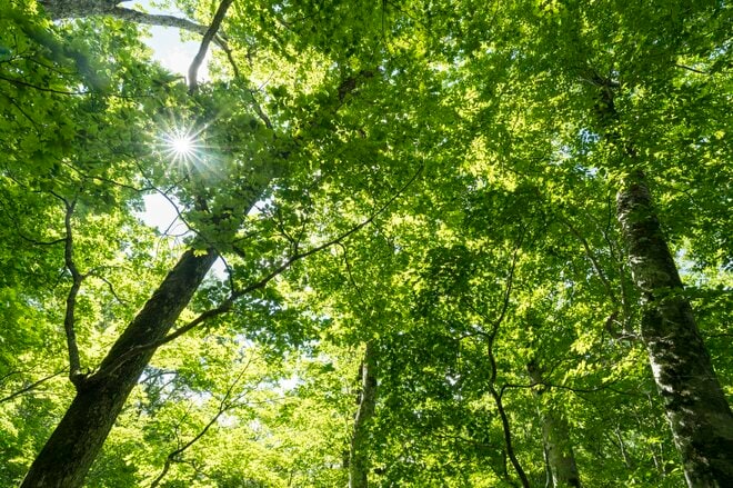 【夏休み】涼を求めて！ 猛暑からの逃避行「滝めぐり・奥志賀渓谷で原生林トレッキング」長野県・志賀高原の画像005