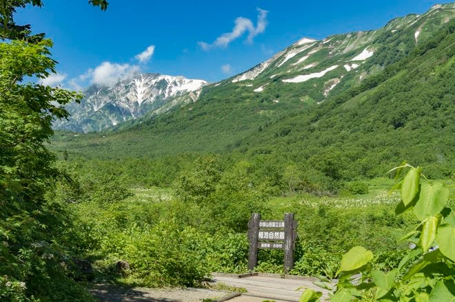 数年に一度の当たり年！ 今がピーク「花咲くコバイケイソウ」『栂池自然園』＜長野県＞の画像003