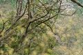 【渓流釣り】「春が訪れたばかりの美渓はパラダイス！ 入れ食い状態」 今季、山岳渓流一発目の“フライフィッシング”   長野県・2025年の画像008