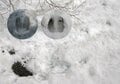 スキー場で見つける動物の足跡や食べ跡「雪上のフィールドサイン講座」【キジ博士のナチュラリスト入門 vol.10】の画像001