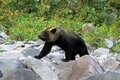 【クマを知る】「山であいたくない動物」のトップ！  クマ科の8種類を分類してみようの画像003