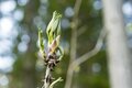 【山菜採り】まるで宝探し！ 初心者から楽しめる春の味「コゴミ」 〈長野県〉の画像007