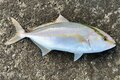 魚種が豊富で大型サイズも狙える大人気の釣りフィールド「磯」からのルアー釣り！「 安全装備・注意点・便利グッズ」とは？の画像001