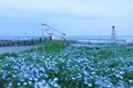 「見ごろのピーク」を迎える、国営ひたち海浜公園「ネモフィラ」  一度は見たい！ 青一色に染まる「みはらしの丘」の絶景の画像002