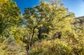 【百名山】秋色に染まる雨飾山へ！ 「山肌を覆う絢爛な彩りが見事」紅葉登山  長野県、小谷温泉ルート 2024年の画像002