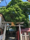 陰陽師と八咫烏！ チン電に乗って神社をハシゴ！ どちらも中吉だったのに「対人関係に問題有り」「人との交流がうまくいかず」！？【関西おみくじジャーニー vol.10「安倍晴明神社と阿倍王子神社」】の画像004