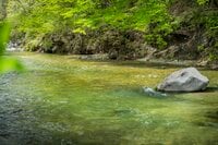 【渓流釣り】新緑の季節、美しい渓は水生昆虫たちのパラダイスだった！  “フライフィッシング”  栃木県｜2026年