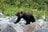 【クマを知る】「山であいたくない動物」のトップ！  クマ科の8種類を分類してみようの画像003