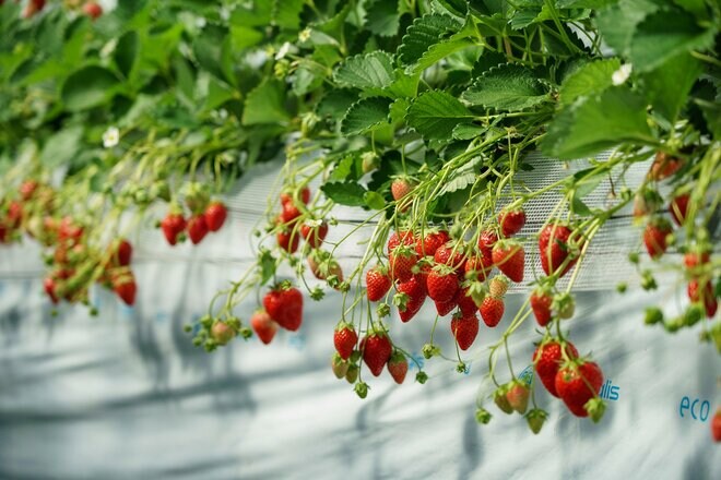 老舗アウトドアブランド「ogawa」がキャンプ場を手がけるとこうなりました！「フカフカな芝生が自慢のキャンプ場」をオープン前に最速レポートの画像022