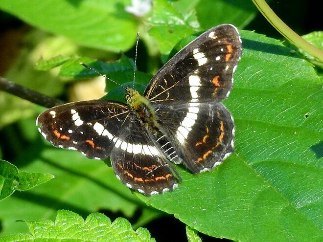 姿の異なるそのチョウは本当に別種？  季節によって姿が変わる虫たち【あなたのすぐそばにいる「季節の虫」の探し方 vol.17】の画像001