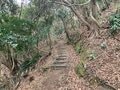 【冬こそ行きたい「伊豆の山」】稜線や断崖の絶景が楽しめる山5選！「天城山・達磨山・金冠山・高通山・烏帽子山」レポートの画像006