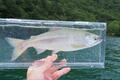 「釣り歴40年ライター」の「キロ5000円超え」超高級魚ヒメマス釣行！ 「初ボート＆エサ」チャレンジの釣果とは！？  聖地「湯ノ湖」レポの画像002