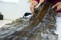 世界自然遺産「知床」でクジラやイルカに会える「ネイチャークルーズ」や「羅臼昆布」のヒレ刈り体験で海の恵みに感動しよう！ 【北海道・羅臼町】の画像010